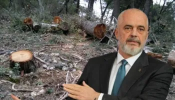 Raporti i OKB: 100 mijë hektarë pyje në Shqipëri “u zhdukën”