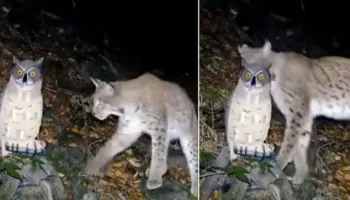 Rrëqebulli “sfidon” bufin statujë, momenti kur kafsha mbetet e hutuar