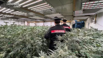 Shkatërrohet rrjeti i ‘profesionistëve’ shqiptarë të drogës në Itali, sekuestrohen 340 kg kanabis dhe serat teknologjike