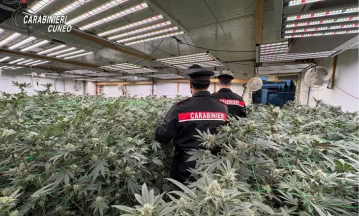 Shkatërrohet rrjeti i ‘profesionistëve’ shqiptarë të drogës në Itali, sekuestrohen 340 kg kanabis dhe serat teknologjike