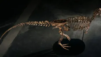 Skeleti i rrallë i dinosaurit 67 milionë vjeçar del në ankand, shifra marramendëse që u pagua në SHBA