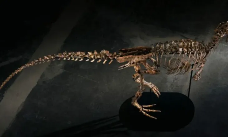 Skeleti i rrallë i dinosaurit 67 milionë vjeçar del në ankand, shifra marramendëse që u pagua në SHBA