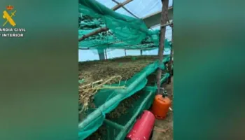 Spanjë/ Arrestohen 4 shqiptarë për kultivim kanabisi, sekuestrohen 220 kg marijuanë