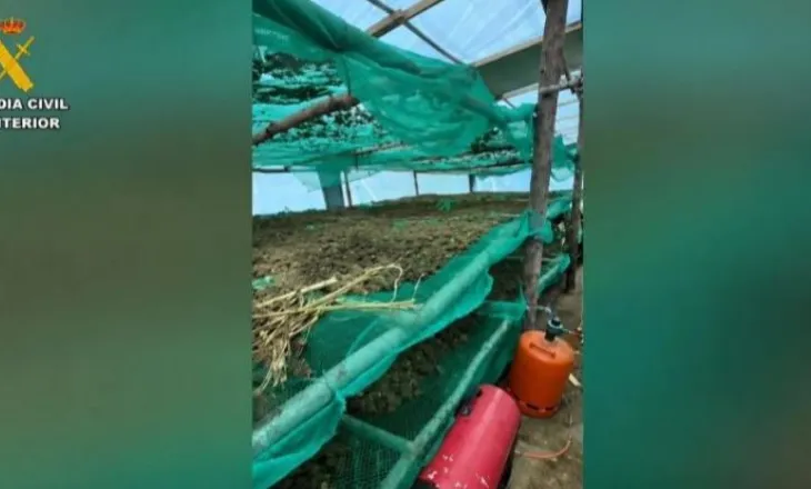 Spanjë/ Arrestohen 4 shqiptarë për kultivim kanabisi, sekuestrohen 220 kg marijuanë