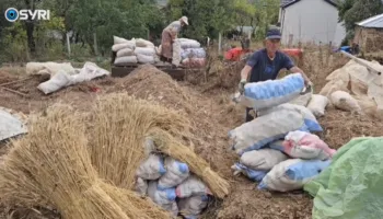 SYRI TV/ Patatja e Shishtavecit mbetet stok pa shitur, fermeret: S’ka treg, cilësia është e lartë