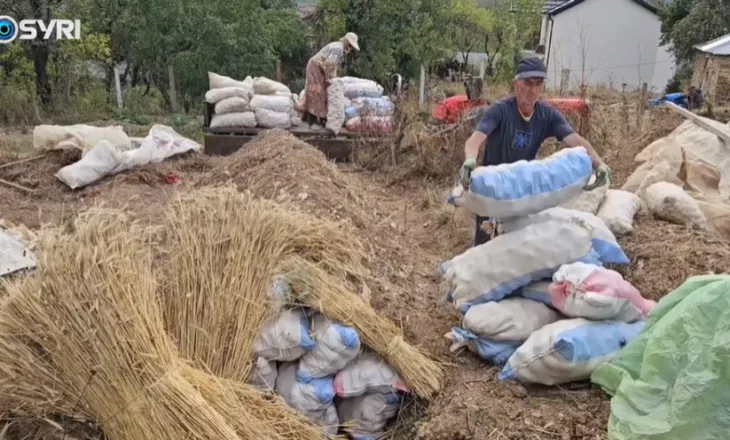 SYRI TV/ Patatja e Shishtavecit mbetet stok pa shitur, fermeret: S’ka treg, cilësia është e lartë