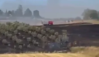 Vatër zjarri në Belsh, rrezikohen ullishtet dhe banesat