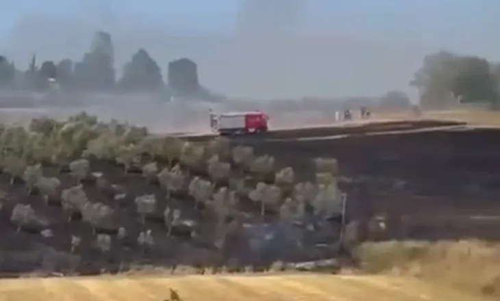 Vatër zjarri në Belsh, rrezikohen ullishtet dhe banesat