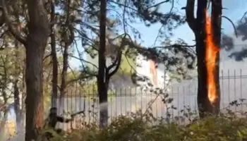 VIDEO/ Kukës, përfshihet nga flakët kurora e pishave pranë gjimnazit të qytetit