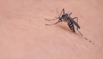 Virusi i Nilit Perëndimor alarmon Holandën, 9 viktima dhe 56 raste të infektuara
