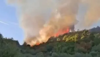 Zjarr i madh në Peqin, flakët përpijnë pyllin dhe ullishtat, tre orë luftë për ta vënë nën kontroll!
