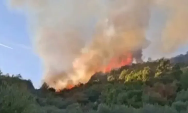 Zjarr i madh në Peqin, flakët përpijnë pyllin dhe ullishtat, tre orë luftë për ta vënë nën kontroll!
