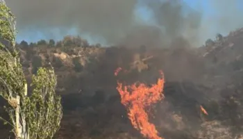 Zjarret në Peqin, përfshihen rreth 20 hektarë ullishte dhe pemëtore. Dy helikopterë në luftë me flakët