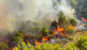 Zjarret në Peqin, shoqërohet në Polici autori i dyshuar i si piroman!