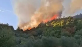 Zjarri përfshin zonat me ullishte në Peqin, era e fortë vështirëson situatën në Haspiraj (VIDEO)